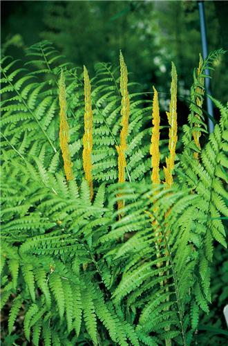 61_osm_cinnamomea_61