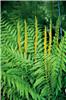61_osm_cinnamomea_61