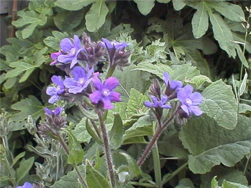 Anchusa azurea 'Dr