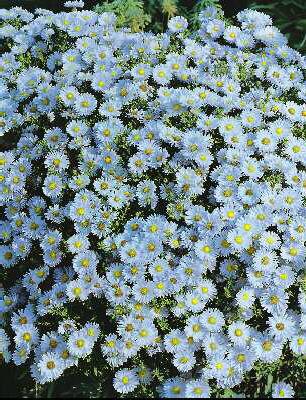 Aster (D) Silberblaukissen