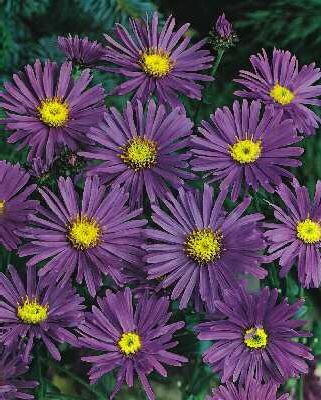 Aster amellus King