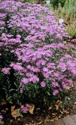 Aster amellus Sono