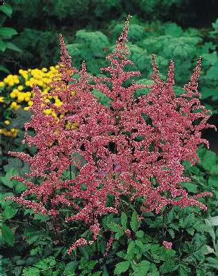 Astilbe (A) Cattle