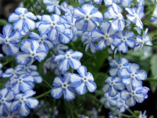 Brunnera macro Starry Eyes
