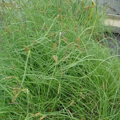 Carex flacca Buis