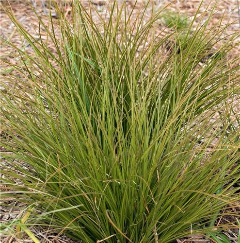 Carex testacea Lime Shine