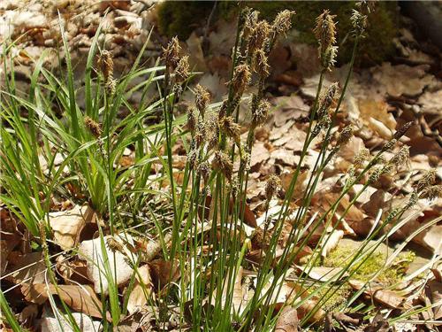 Carex umbrosa