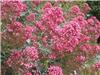 Centranthus ruber