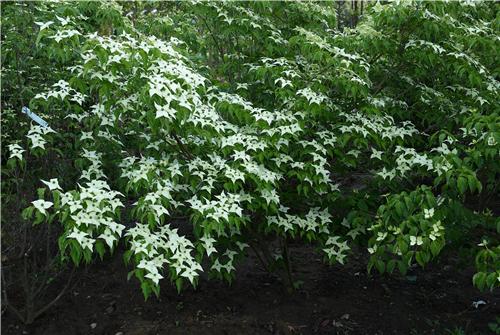 Cornus kousa Chinensis