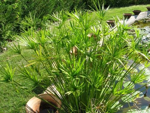 Cyperus alternifolius