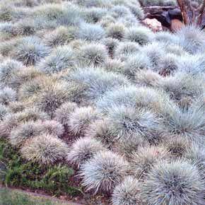 Festuca glauca Silberreiher