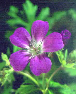 Geranium sylvaticu