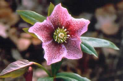 Helleborus orienta