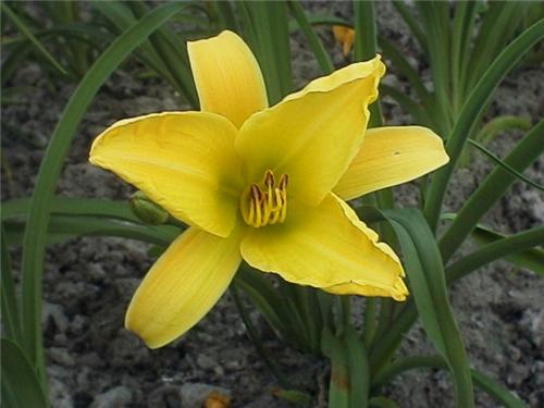 Hyperion