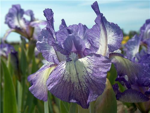 Iris (P) Petit Pol