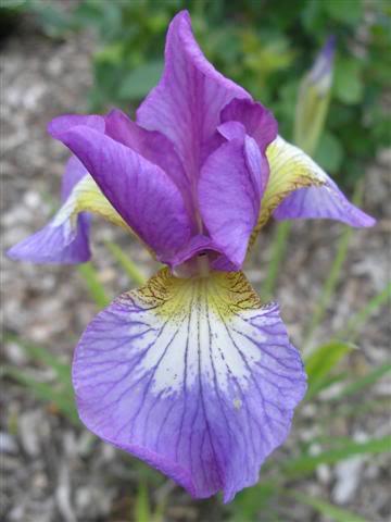 Iris sibirica Chil