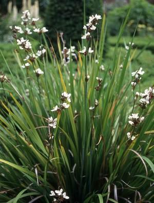 Libertia grandiflora