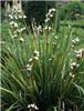 Libertia grandiflora