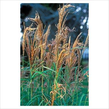 Miscanthus sin Aut