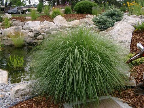 Miscanthus sinensi