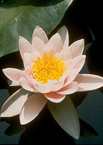 Nymphaea alba1