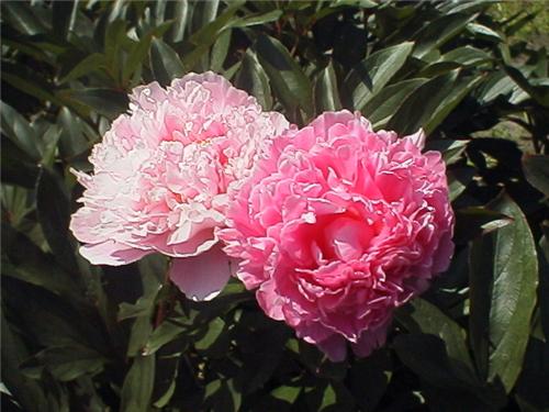 Paeonia (LD) Sarah