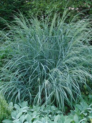 Panicum amarum dewey blue