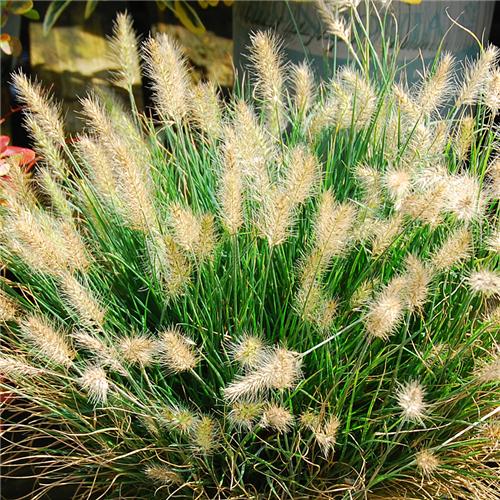 Pennisetum alopecuroides Little Honey