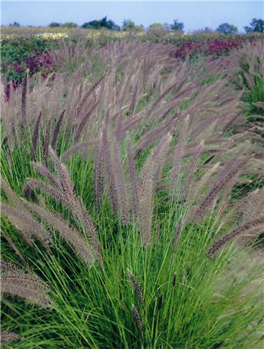 Pennisetum setaceu