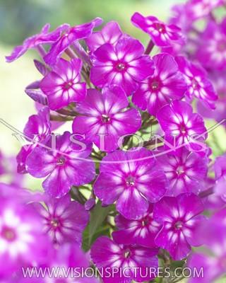 Phlox Katja 2