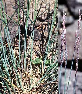 Poa glauca