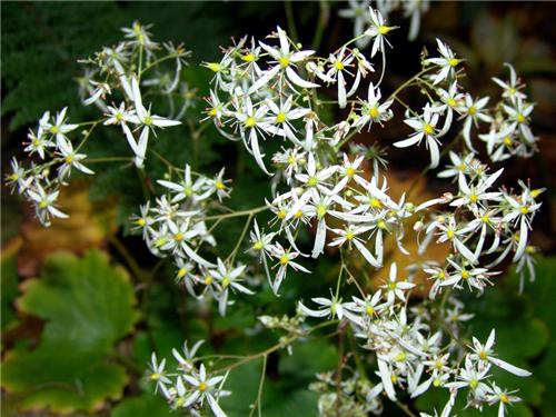 Saxifraga cortusifolia -Maigrun-