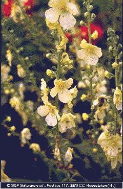 Verbascum 'Gainsborough'