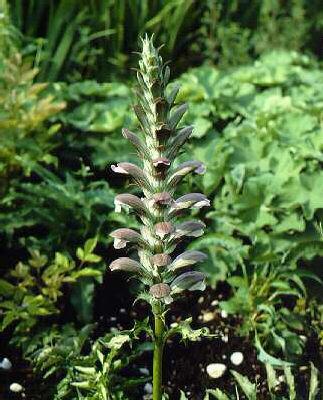 acanthus hungaricu