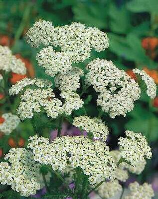 achillea ptarmica 