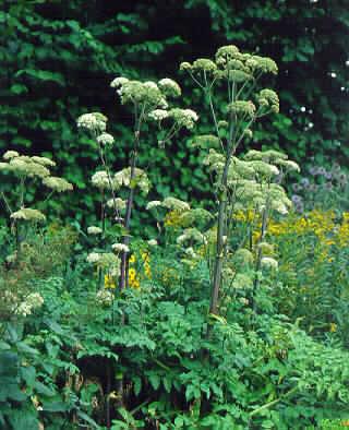 angelica sylvestris