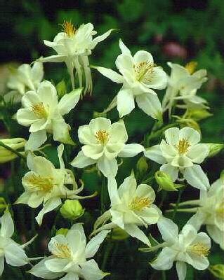 aquilegia snow que