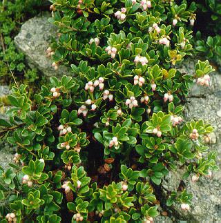 arctostaphylos uva