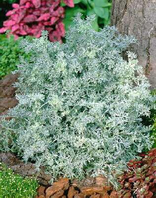 artemisia schmidti