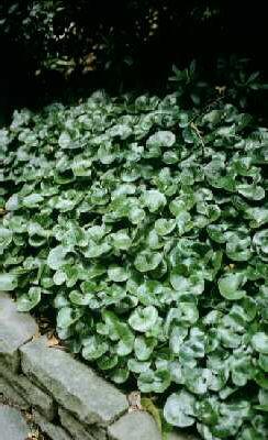 asarum europaeum