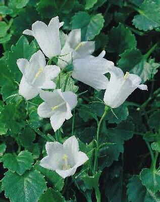 campanula cochleariifolia alba