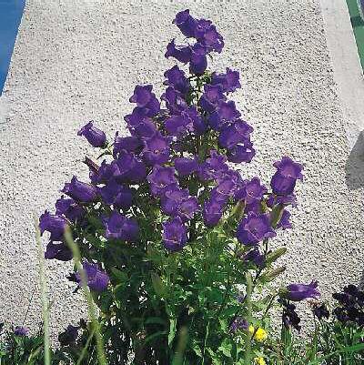 campanula medium