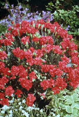 dianthus plumarinu