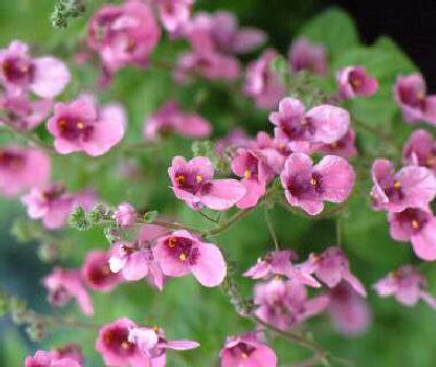 diascia fetcaniens