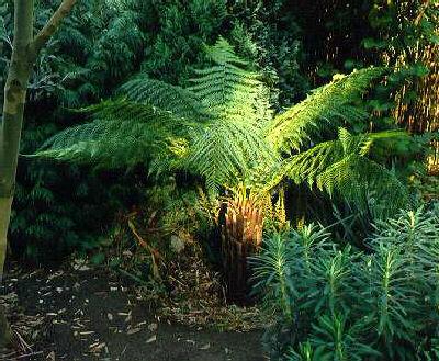 dicksonia antarcti