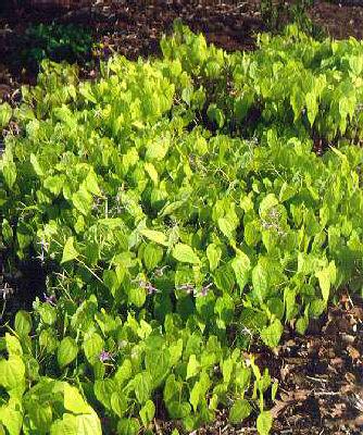 epimedium grandiflorum koji