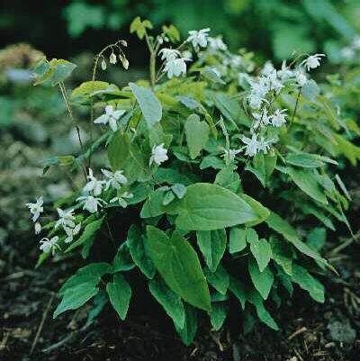 epimedium youngian