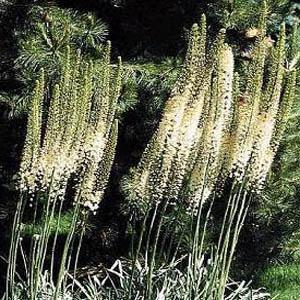 eremurus tropicaldream1