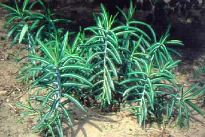 euphorbia lathyris