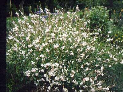 gaura lindheimeri 